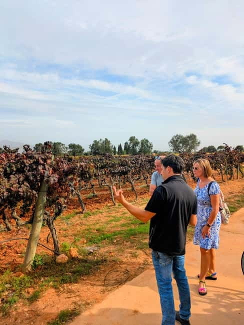 From Palma de Mallorca: Private Wine and Local Flavors Tour - The winery visit: what you actually learn during the 20 minutes