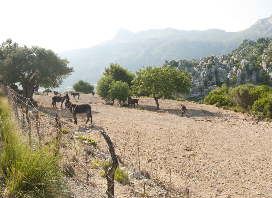 From Palma: Serra Tramuntana and Lluc Monastery Guided Tour - Port de Sóller: Seafront Views on the Tram, Then the Valley by Train