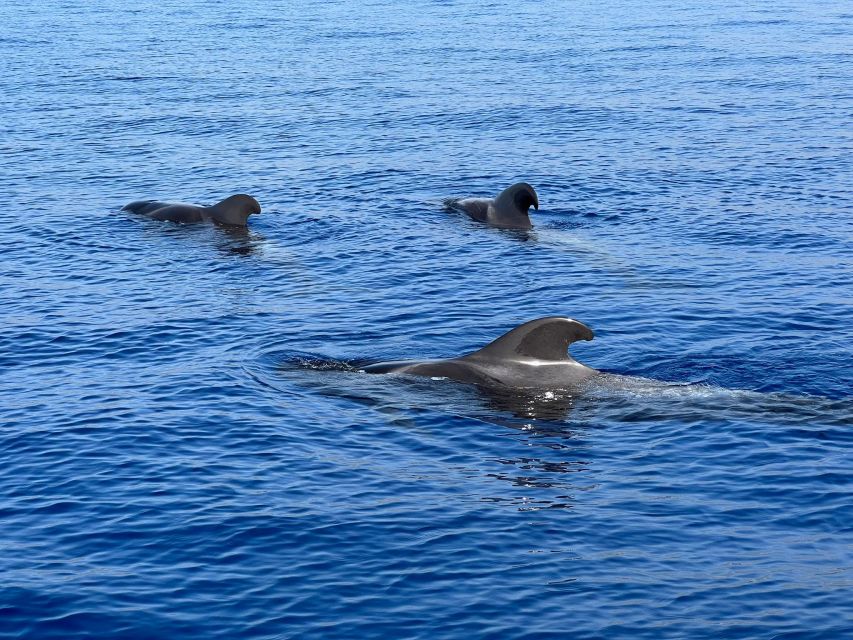 From Playa San Juan: Whale Watching, Gigantes, and Masca Bay - Boarding Sea Passion Tenerife at Playa de San Juan: quick start, clear setup
