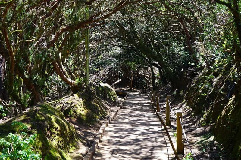 From Puerto de La Cruz: VIP Tour Around Anaga and La Laguna - The VIP Minivan Vibe: what makes this tour feel different
