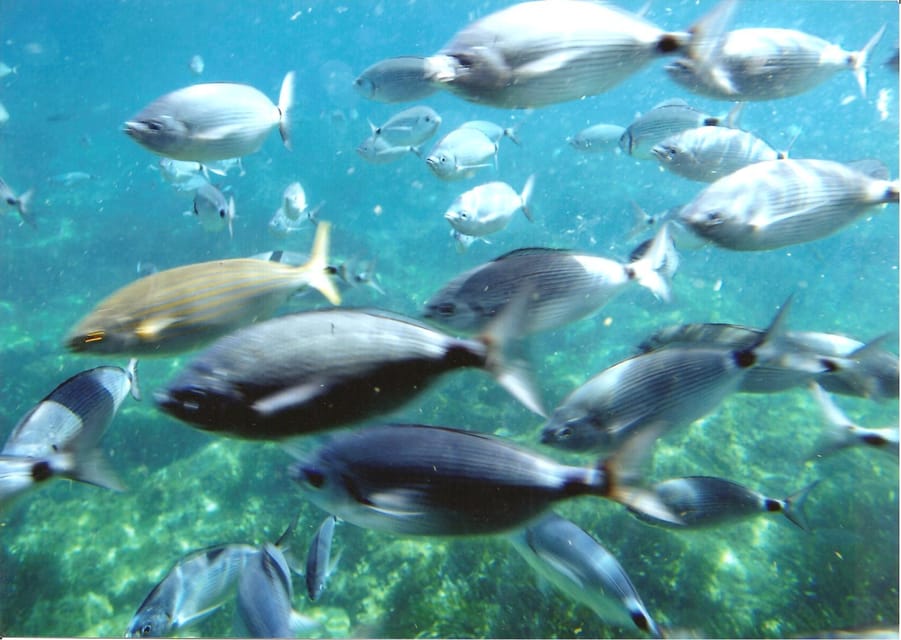 From Roses: Cap Norfeu Boat Cruise & Swimming - Who This Cruise Fits Best (And Who Should Skip It)