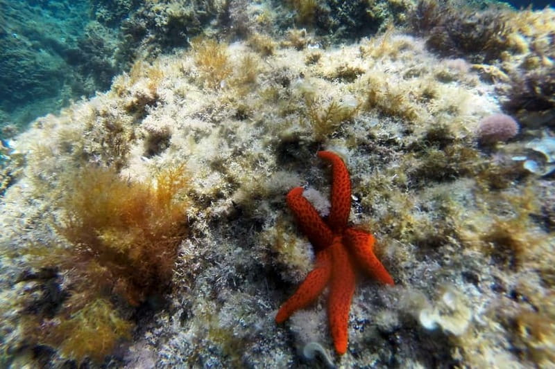From Sant Feliu de Guíxols: Kayak and Snorkel in Costa Brava - The 15-Minute Safety Brief That Makes the Whole Tour Easier