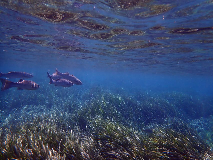 From Santa Pola: Snorkel Trip in Tabarca Island - Key things I’d bank on before you go