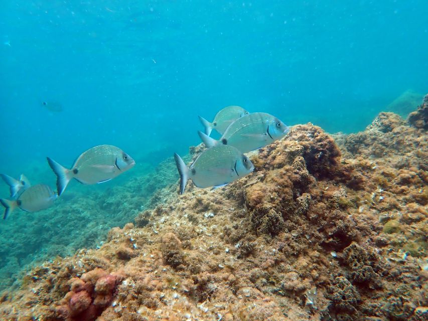 From Santa Pola: Snorkel Trip in Tabarca Island - Santa Pola to Isla Tabarca: the 3-hour rhythm you can plan around