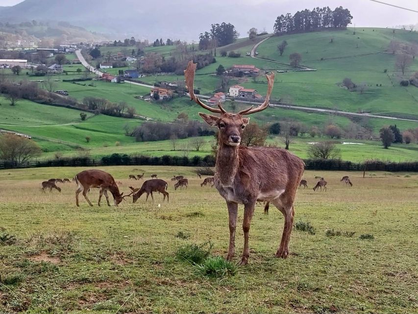 From Santander: Cabarceno Natural Park Half-Day Trip - Should you book Cabárceno from Santander?