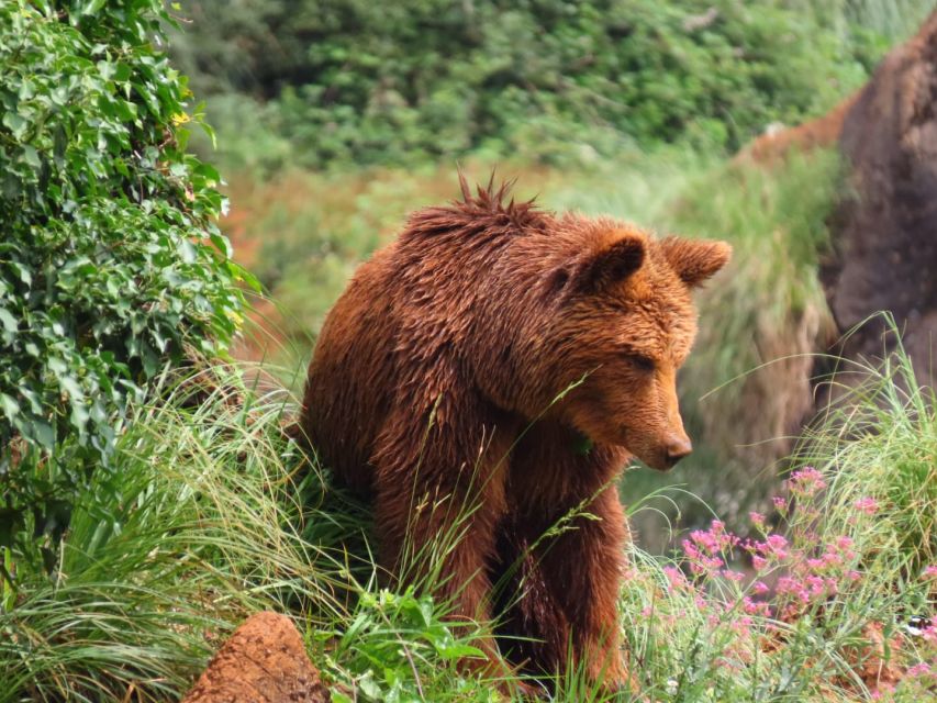 From Santander: Cabarceno Natural Park Half-Day Trip - Cabárceno’s “from mine to wildlife” setting