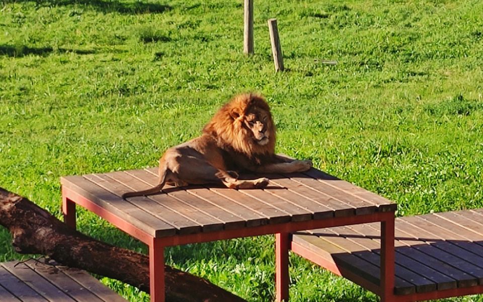 From Santander: Cabarceno Natural Park Half-Day Trip - Price and value: $100 for a bundled half-day plan