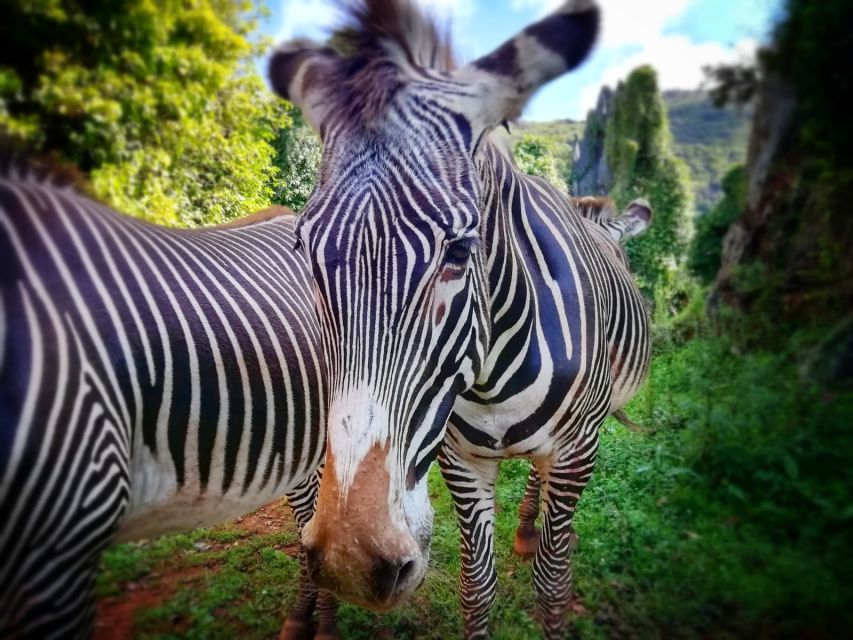 From Santander: Cabarceno Natural Park Half-Day Trip - Who this tour suits best