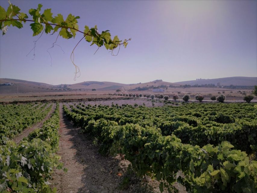 From Seville: Cadiz and Jerez de la Frontera Day Trip - Should you book this tour?