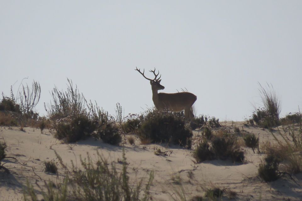 From Seville: Doñana National Park Day Trip - First Time at Doñana: Why This Day Trip Works