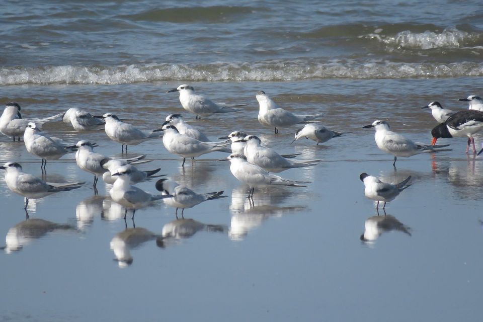 From Seville: Doñana National Park Day Trip - Group Style, Guides, and What to Watch For