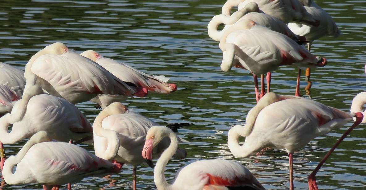 From Seville: Doñana National Park Day Trip - From Seville to Doñana’s Northern Marshes via Coria del Río