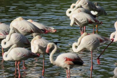 From Seville: Doñana National Park Day Trip - Dehesa de Abajo: Pines, Pastures, and the Birding Engine