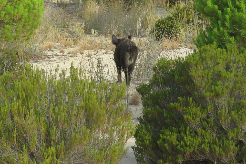 From Seville: Doñana National Park Day Trip - El Rocío: Chapel Area, Observations, and Village-Stop Reality