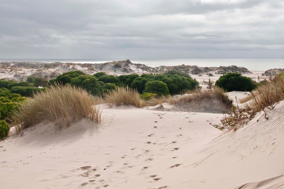 From Seville: Doñana National Park Day Trip - La Rocina Walking: Where You Feel Close to the Park