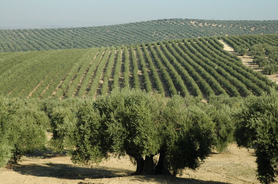 From Seville: Olive Oil Farm Tour - 5 Key Things You’ll Enjoy Here