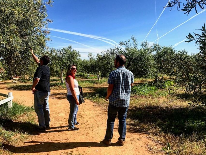 From Seville: Olive Oil Farm Tour - Guides and Personal Touch: What People Have Experienced