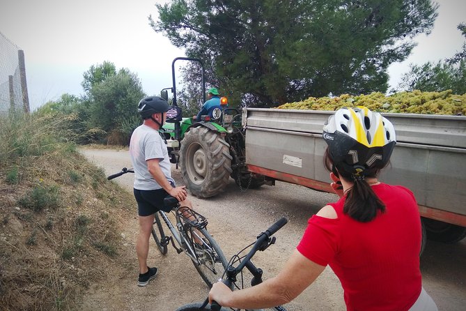 From Sitges: Bike Tour and Winery Visit with Free Hotel Pick Up. - Guides matter: why Alex’s hosting changes the day