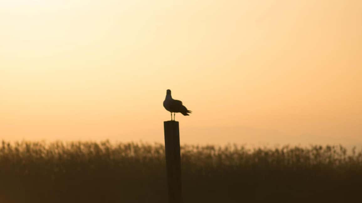 From Valencia: Albufera Natural Park Eco Boat Tour & Sunset - El Saler Beach and the First Breath of Sea-Air