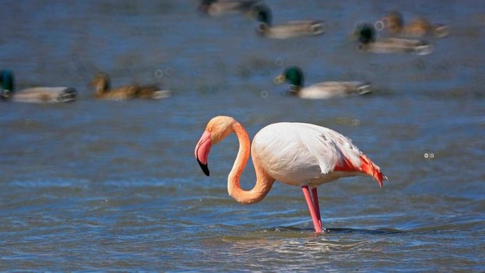 From Valencia: Albufera Natural Park Eco Boat Tour & Sunset - How Much Is $69 Worth for This 4-Hour Escape