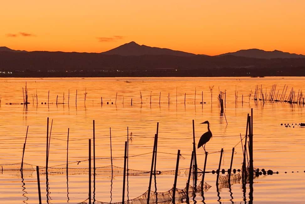 From Valencia: Albufera Natural Park with Sunset Boat Tour - Price and value: why this can beat a DIY night plan