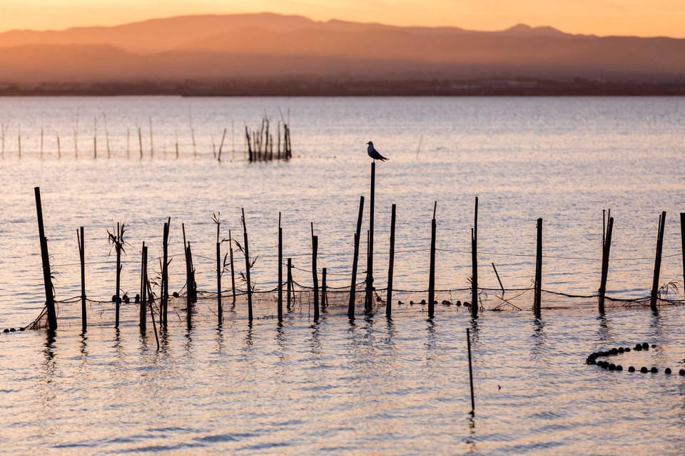 From Valencia: Albufera Natural Park with Sunset Boat Tour - What wildlife to expect (and what not to bet on)