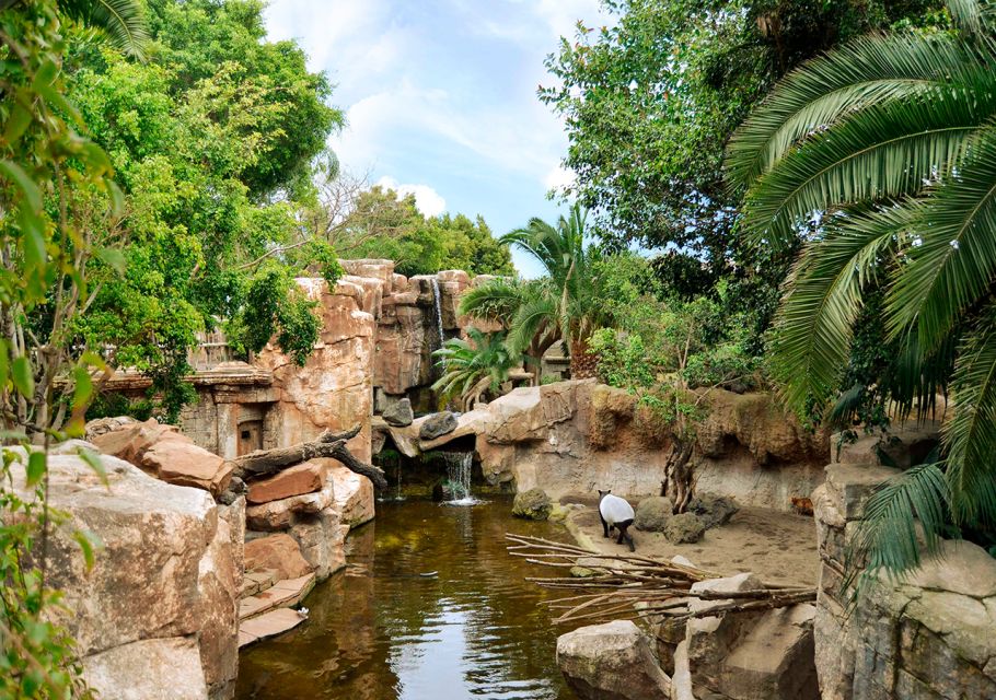 Fuengirola: Bioparc Entrance Ticket - Bioparc Fuengirola: Why this ticket feels like more than zoo time