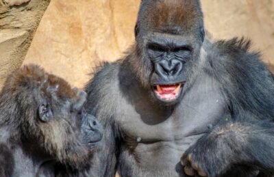 Fuengirola: Bioparc Entrance Ticket - Tickets, timing, and how to plan a solid 1-day visit