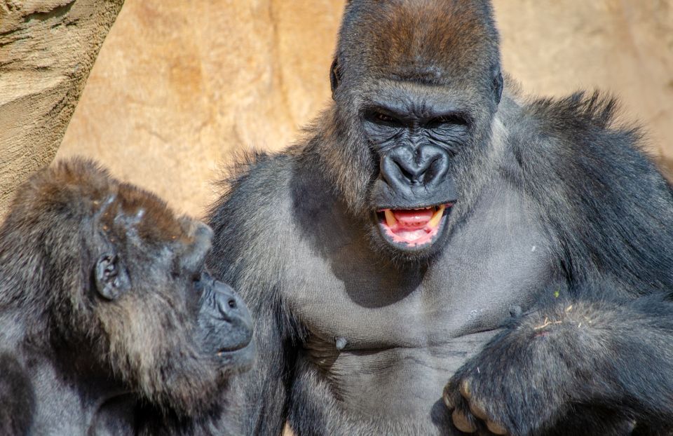 Fuengirola: Bioparc Entrance Ticket - Tickets, timing, and how to plan a solid 1-day visit