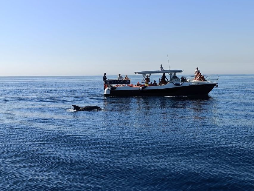 Fuengirola: Fantastic Dolphin Watching Yacht Tour with Drink - Price and value: is $41 a fair deal?
