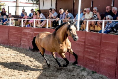 Fuengirola: Spanish Horse Show with Optional Dinner/Flamenco - Meet the horses: stables, calm handling, and hands-on time