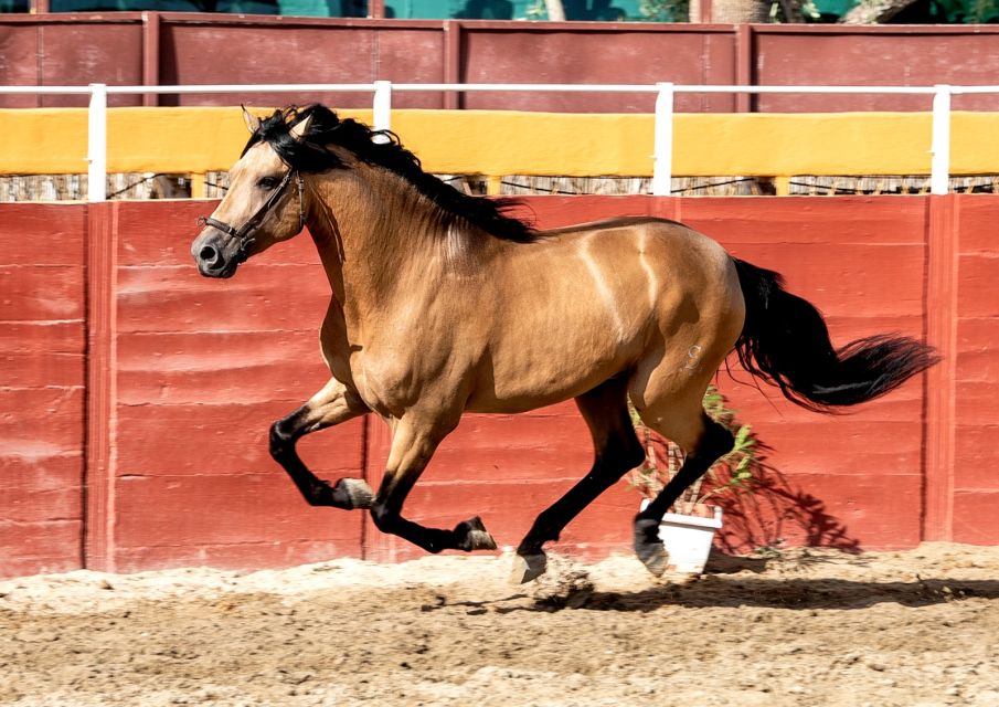 Fuengirola: Spanish Horse Show with Optional Dinner/Flamenco - Flamenco at 21:30: live cantaor, guitarist, and bailaoras
