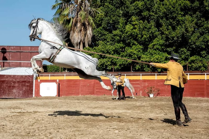 Fuengirola: Spanish Horse Show with Optional Dinner/Flamenco - Getting there from Fuengirola: bus pickups and timing that matter