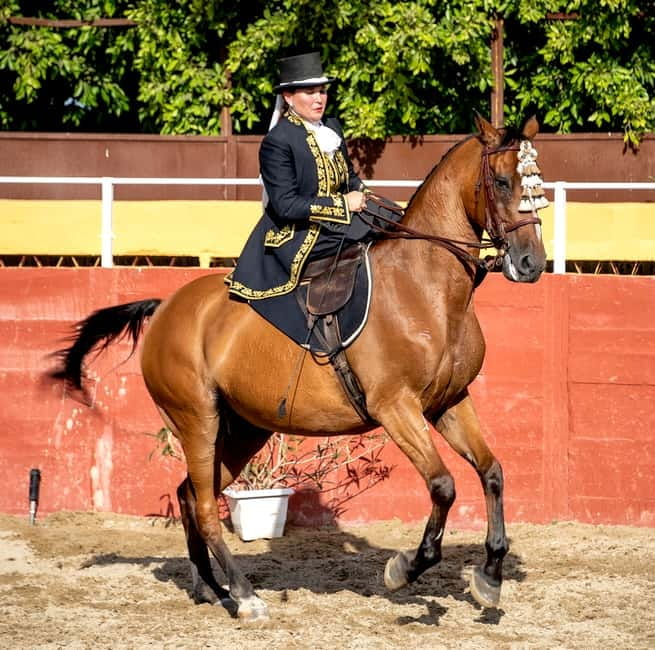 Fuengirola: Spanish Horse Show with Optional Dinner/Flamenco - Price and value: why $41 can make sense (if you choose right)