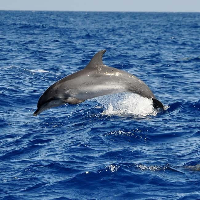 Fuerteventura: Catamarán navegación a vela y delfines. - Key highlights