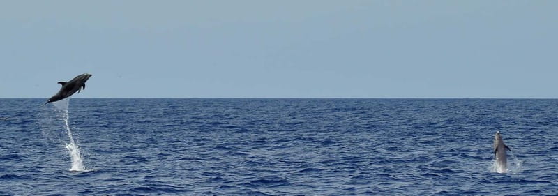 Fuerteventura: Catamarán navegación a vela y delfines. - Why this 10-guest catamaran setup feels better on Fuerteventura