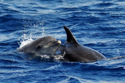 Fuerteventura: Catamarán navegación a vela y delfines. - The Blue Boat vessel and how the crew helps you spot wildlife