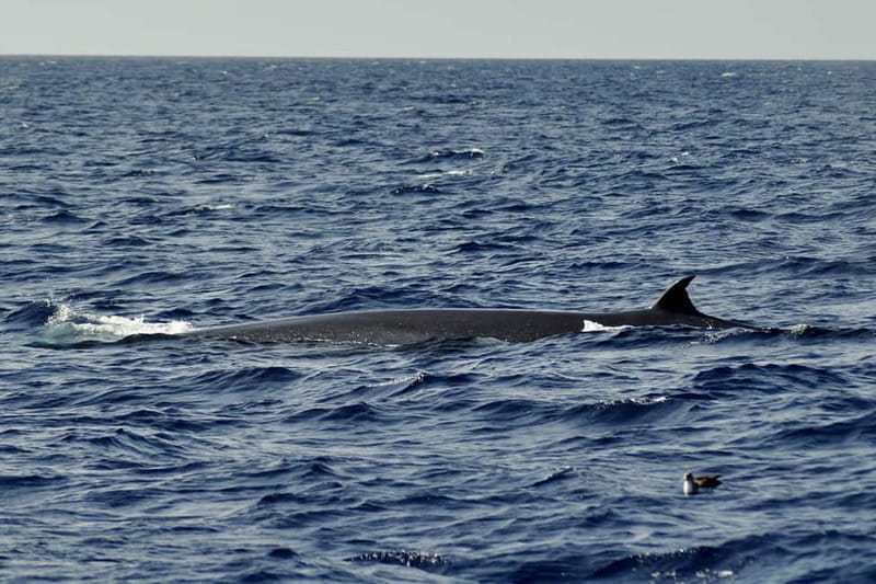 Fuerteventura: Catamarán navegación a vela y delfines. - Food, drinks, and the pace on a 5-hour ocean day
