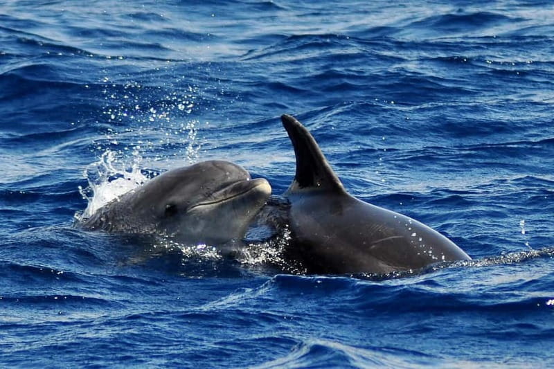 Fuerteventura: Catamarán navegación a vela y delfines. - The Blue Boat vessel and how the crew helps you spot wildlife