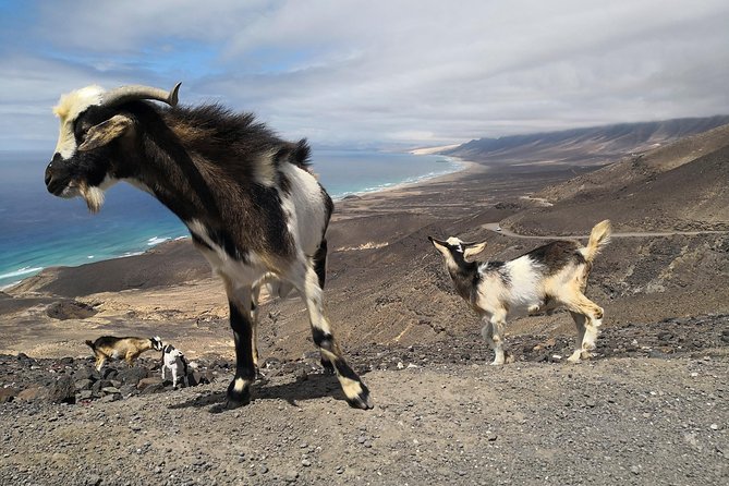 Fuerteventura: Cofete Beach and "Villa Winter" VIP Tour - Price and value: is $66.52 worth it?