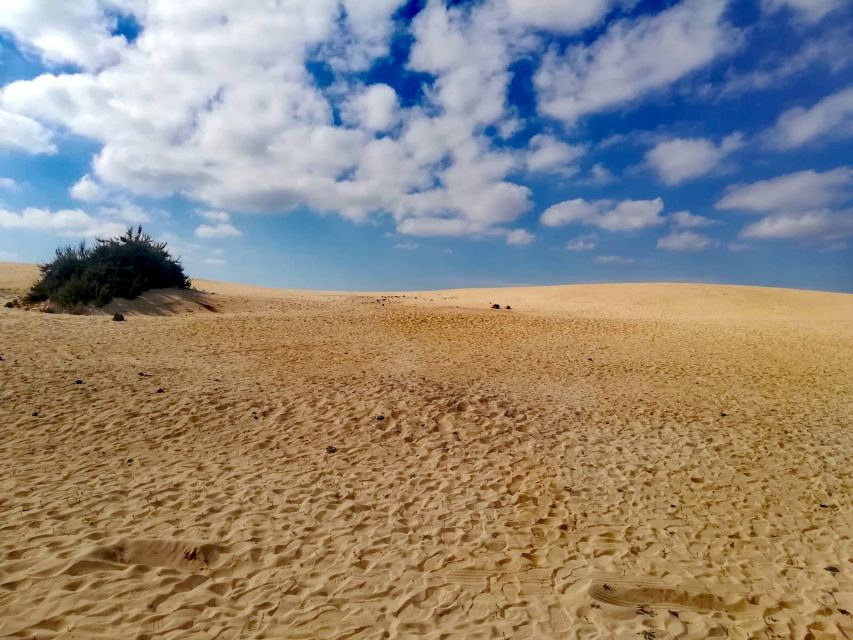 Fuerteventura: Corralejo Sand Dunes Guided Shore Excursion - Cruise-Day Timing: Getting Back by 15:00