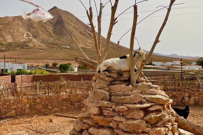 Fuerteventura: Discover Fuerteventura Tour max 8pax - Stop 5: Church of Santa Maria de Betancuria (optional add-on feel)