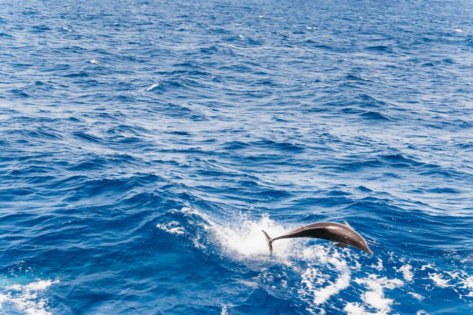 Fuerteventura: Glass Bottom Boat Cruise with Lunch & Drinks - Why This Glass-Bottom Boat Cruise Fits Fuerteventura So Well