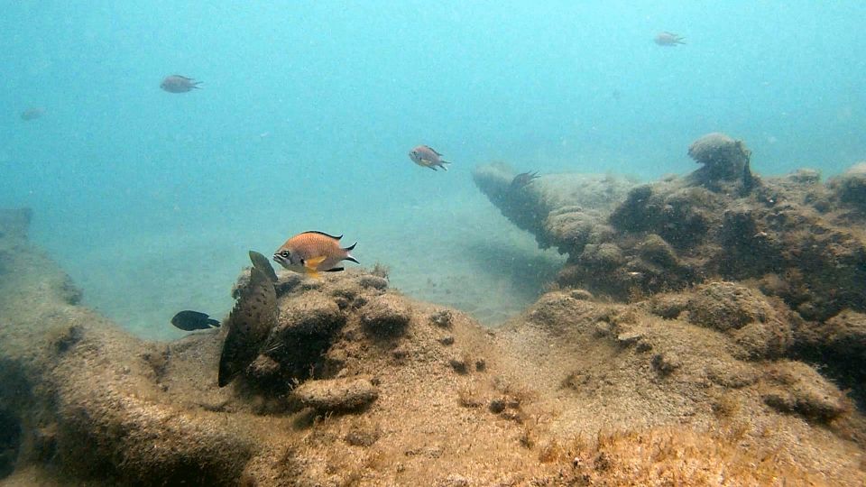Fuerteventura: Introduction to Scuba Diving - The underwater experience at La Lajita: fish, rocks, and calm guidance