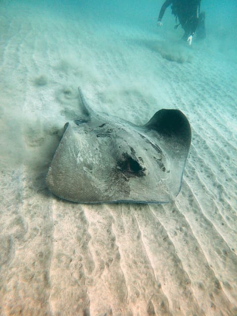 Fuerteventura: Introduction to Scuba Diving - Photos and video: budget for the memories (and how the extras work)
