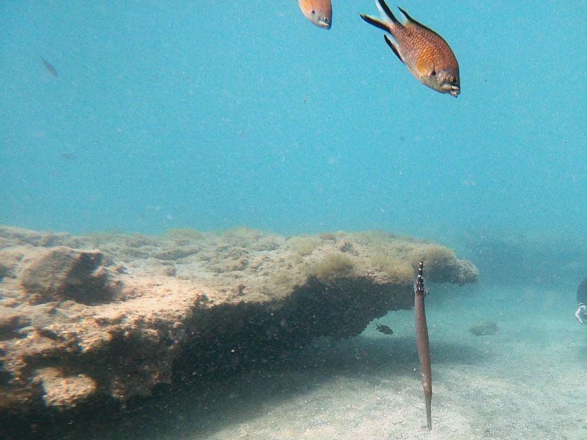Fuerteventura: Introduction to Scuba Diving - Should you book this Fuerteventura first-timer scuba session?