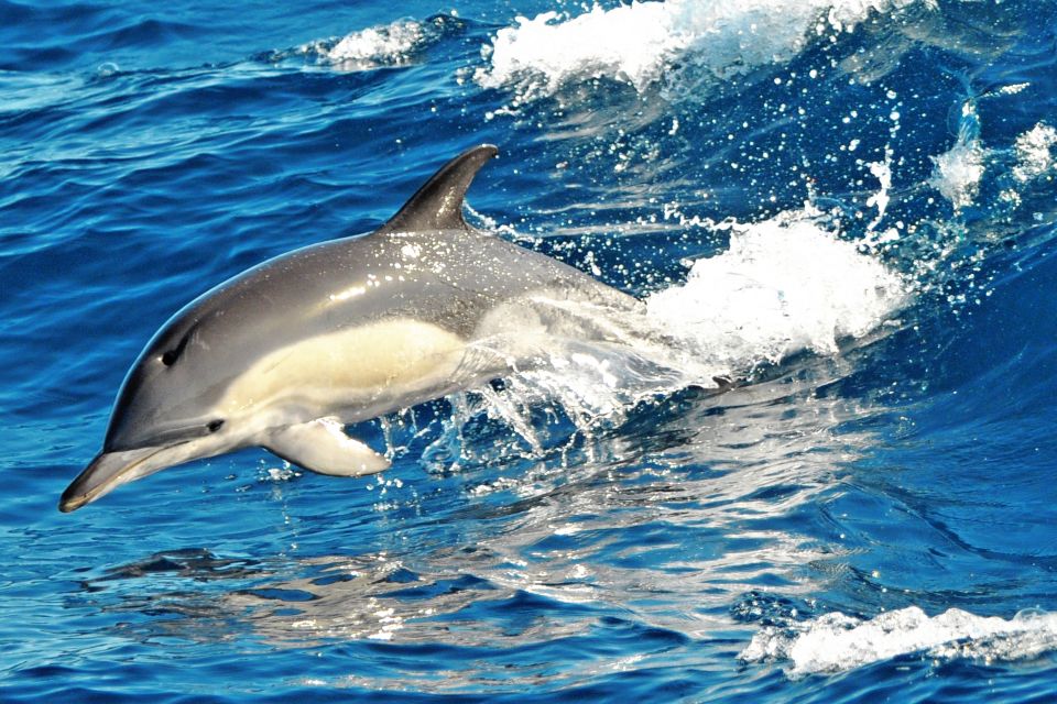 Fuerteventura: Magic Catamaran Trip with Food and Drinks - Where You’ll Get Picked Up and Dropped Off