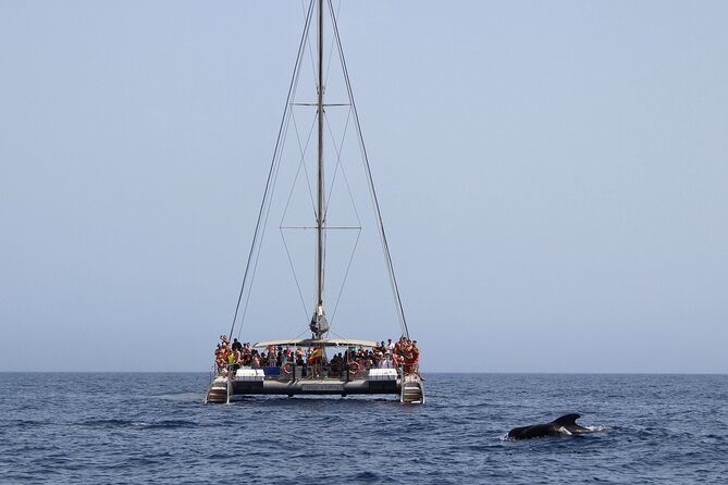 Fuerteventura: Magic Select Catamaran Trip with Food & Drinks - White-Sand Coves and the Swim Stop: The Part That Makes It Feel Like a Vacation