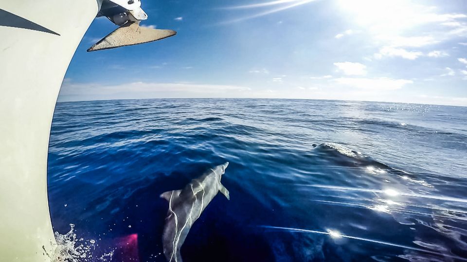 Fuerteventura: Sailing with Snorkeling and Dolphin Watching - Price and Value: Why $104 Can Make Sense Here