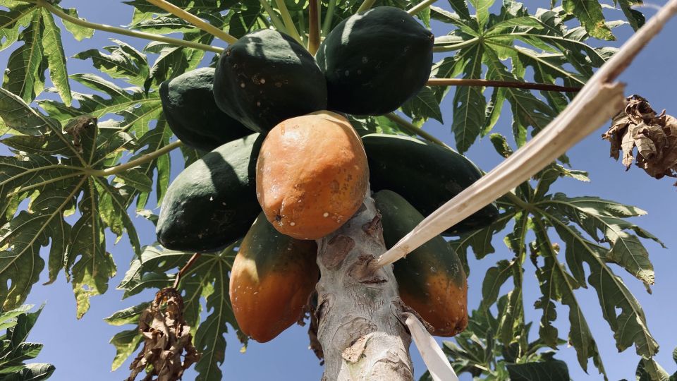 Fuerteventura: Tapas and Local Life Guided Tour - Key reasons this tour works so well